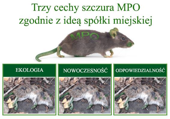 Szczur z MPO